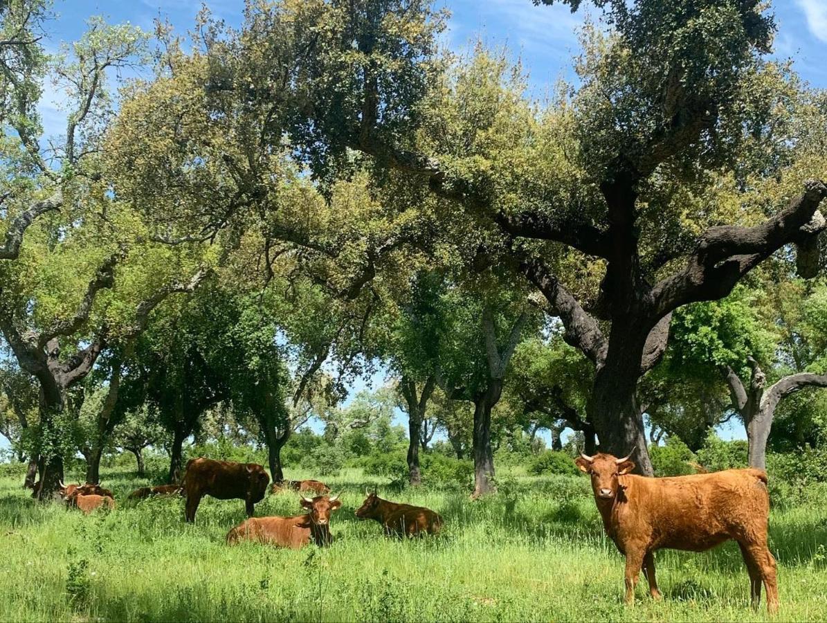 Herdade Da Maridona - Agroturismo Estremoz Exteriör bild